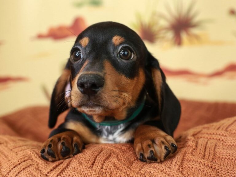Dachshund