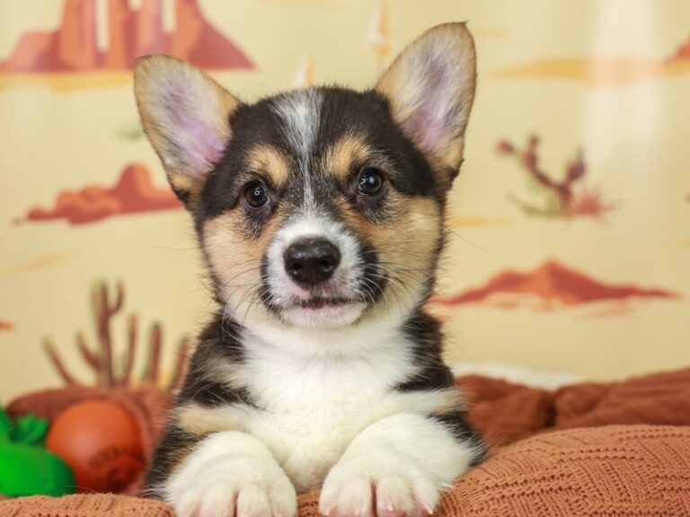 Pembroke Welsh Corgi