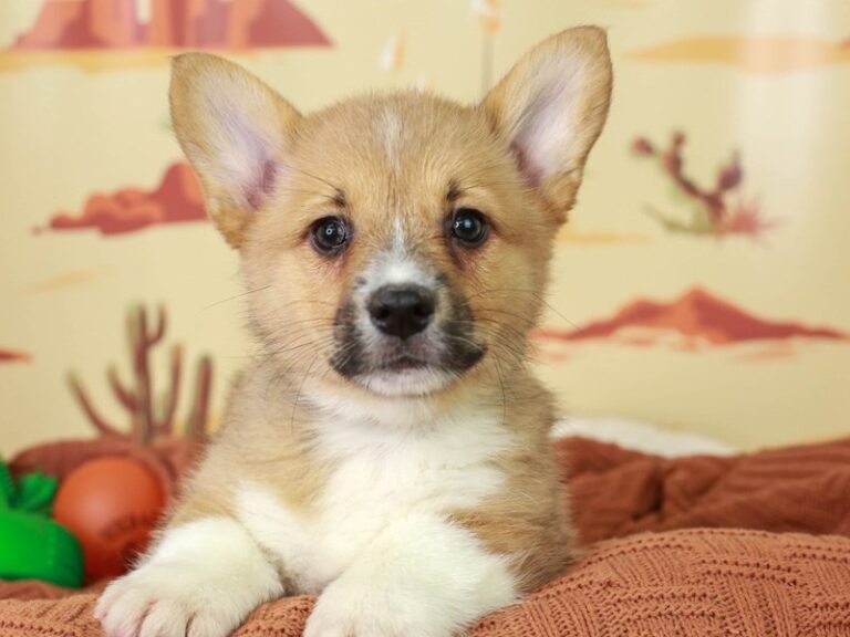 Pembroke Welsh Corgi