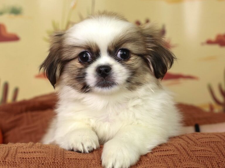 Pekingese