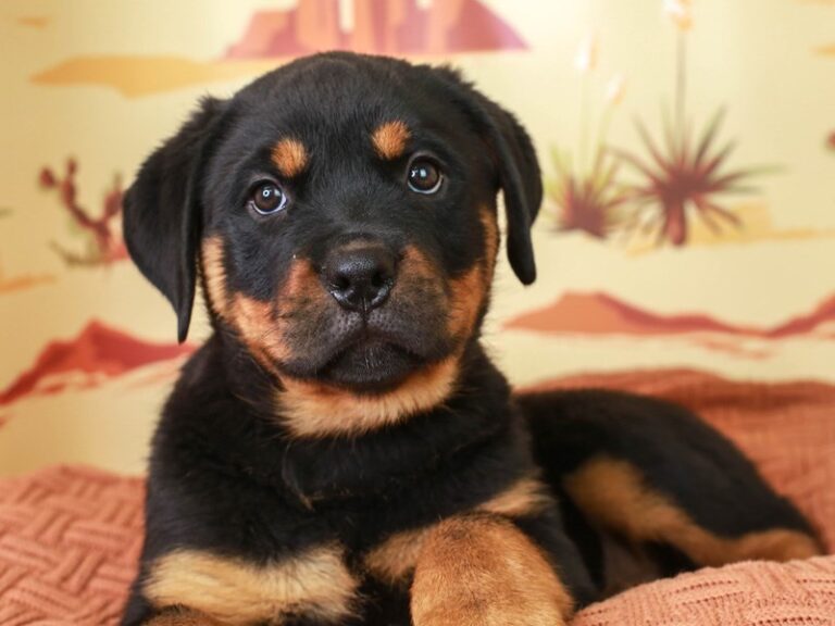 Rottweiler