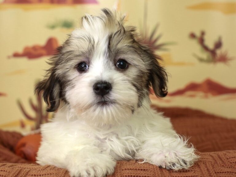 Coton De Tulear