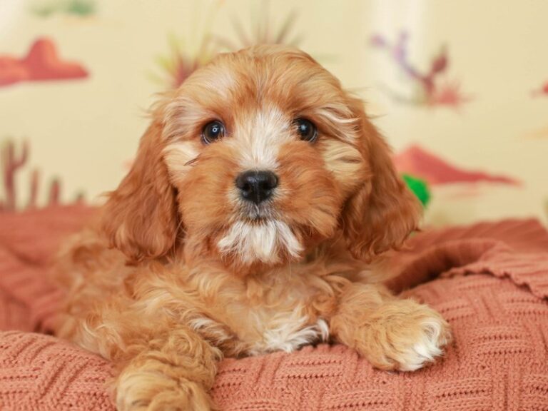 Cavapoo