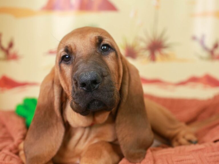 Bloodhound