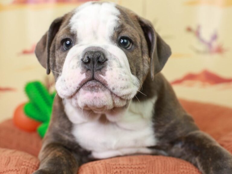 English Bulldog