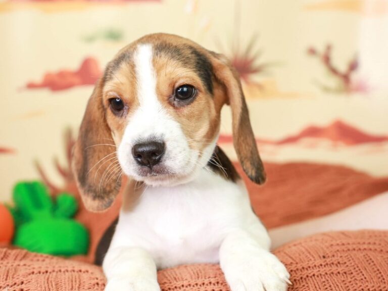 Beagle