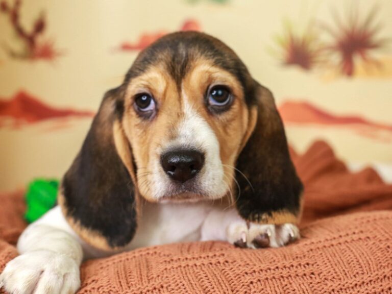Beagle
