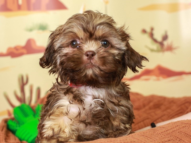 Havashi-Male--3102444-Animal Kingdom | Puppies N Love