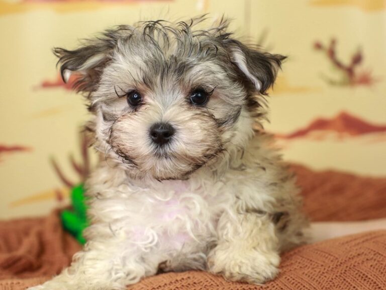 Morkie