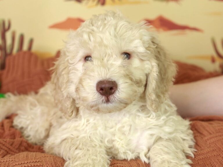 Mini Labradoodle