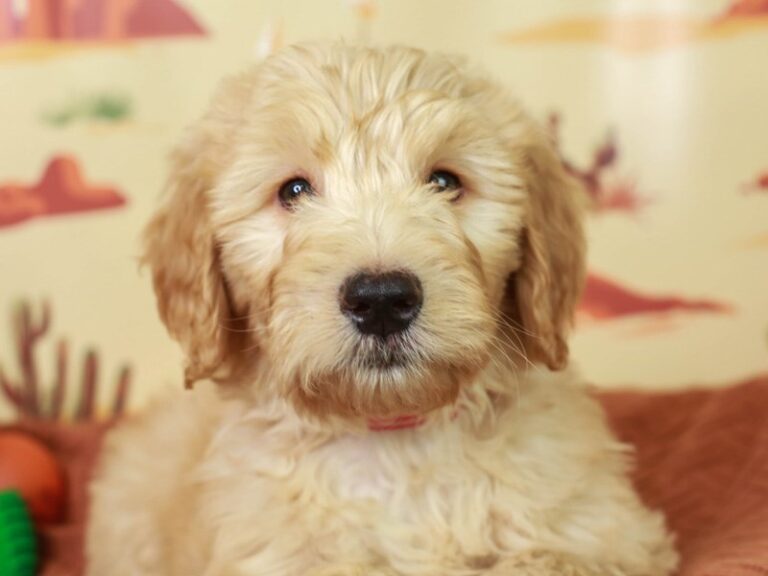 Goldendoodle