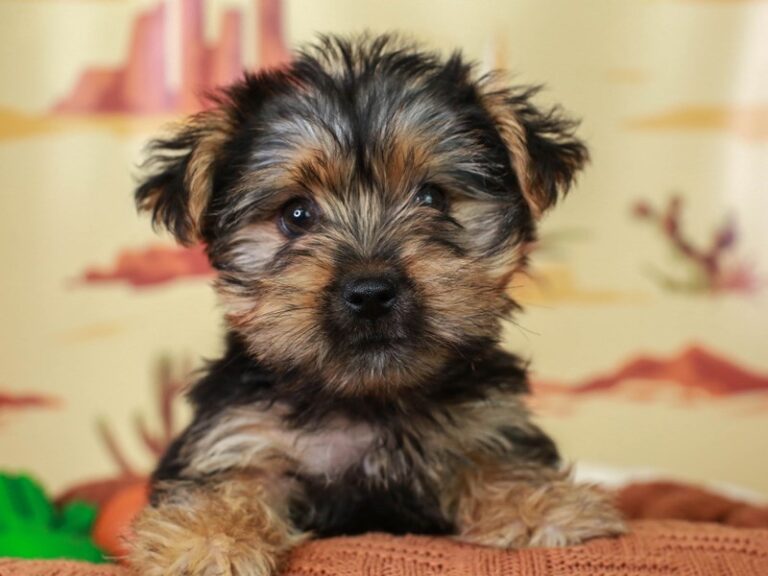 Biewer Yorkshire Terrier