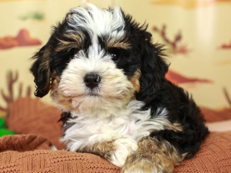 Mini Bernedoodle