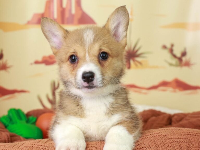 Pembroke Welsh Corgi