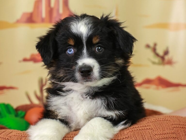 Mini Aussie
