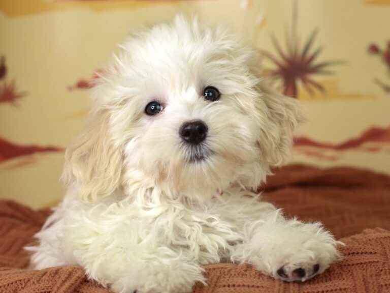 Coton De Tulear