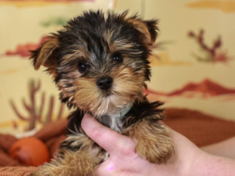 Yorkshire Terrier