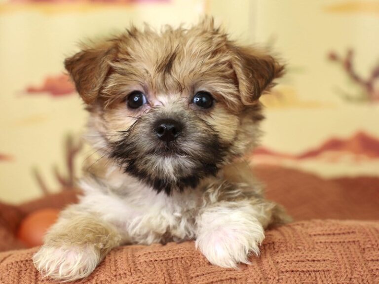 Morkie