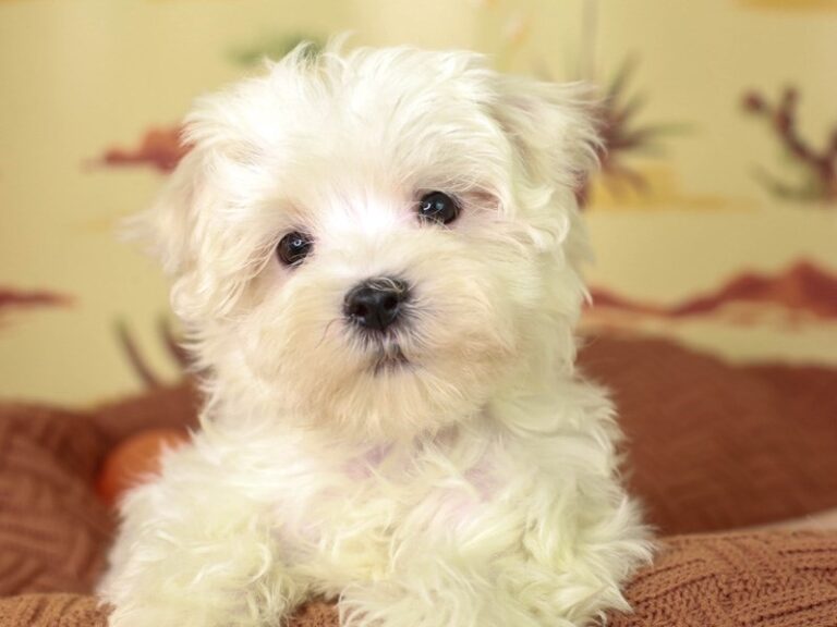 Maltese