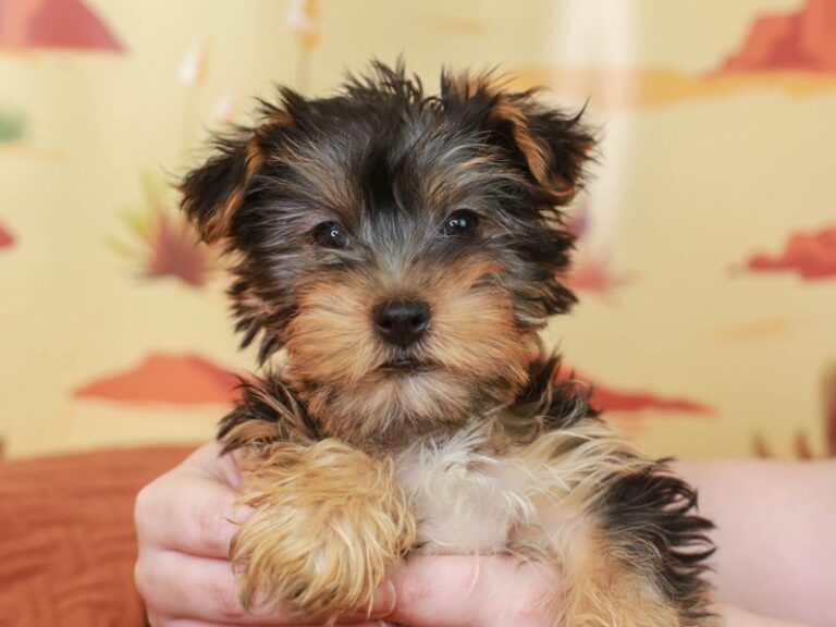 Yorkshire Terrier