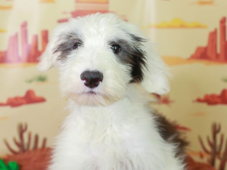 Old English Sheepdog