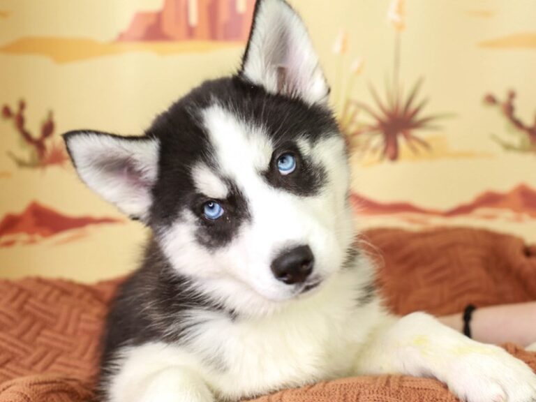 Siberian Husky
