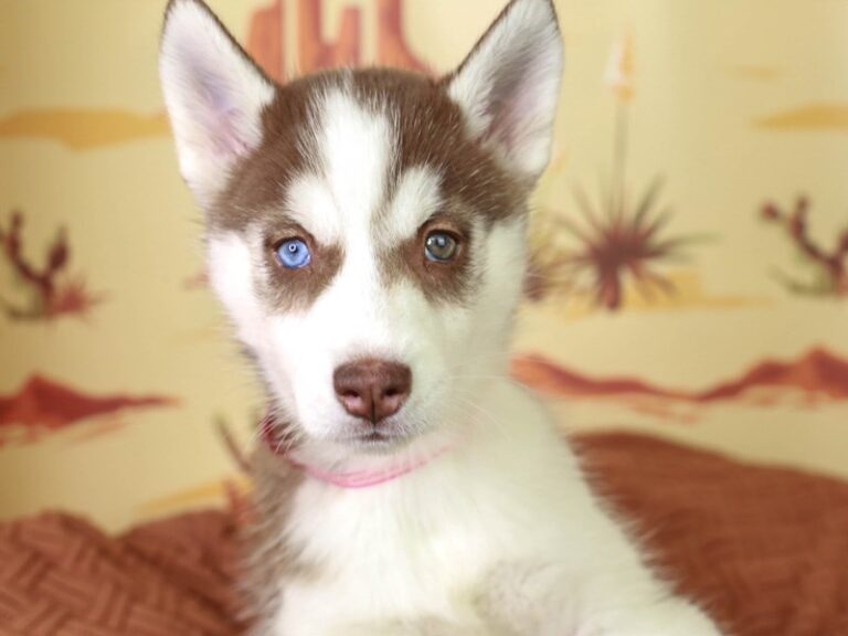 Siberian Husky