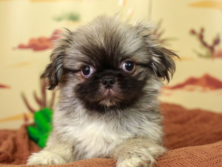 Pekingese