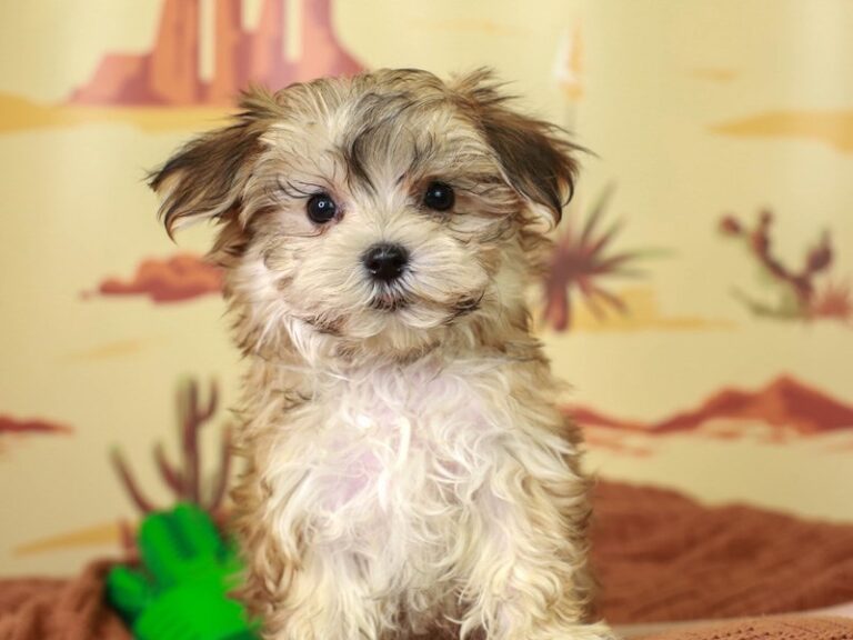 Morkie