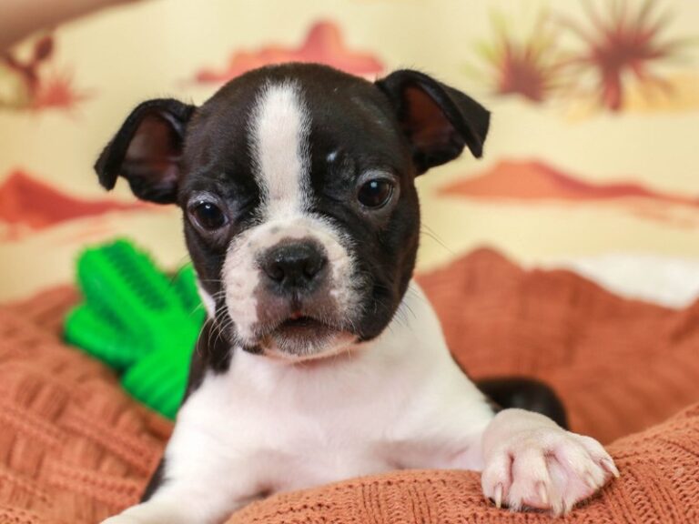 Boston Terrier