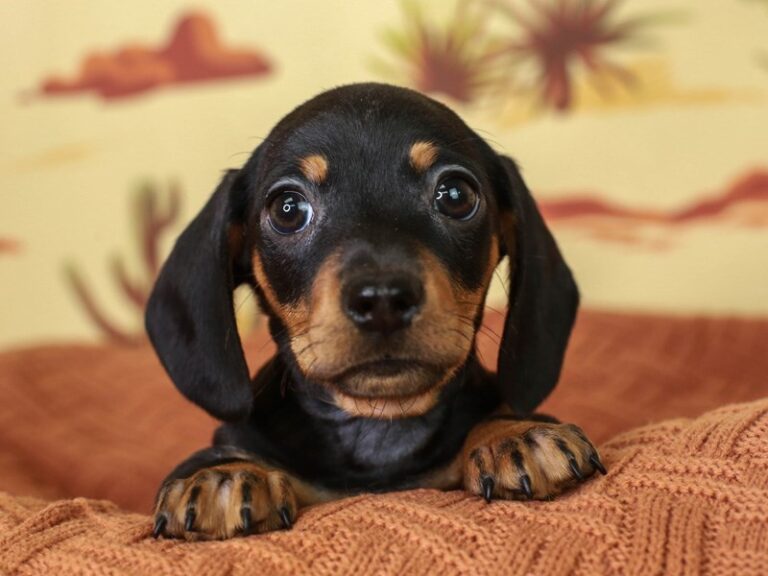 Dachshund
