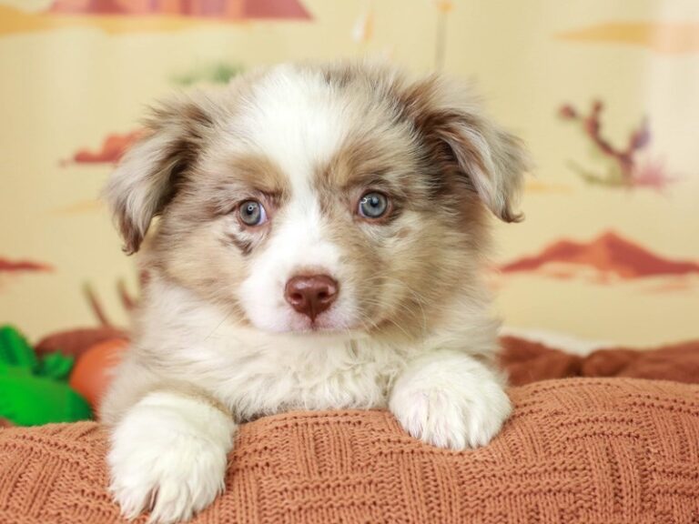 Mini Aussie