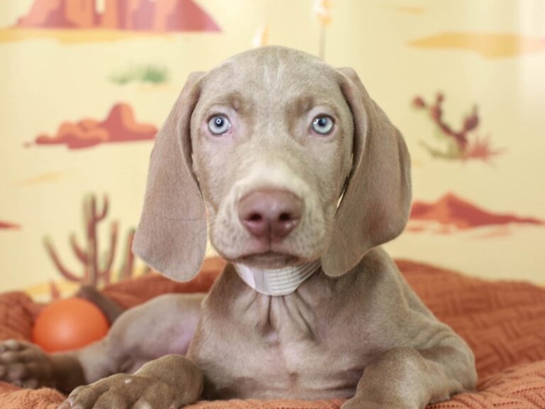 Weimaraner
