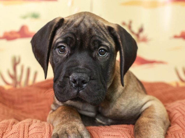Bullmastiff