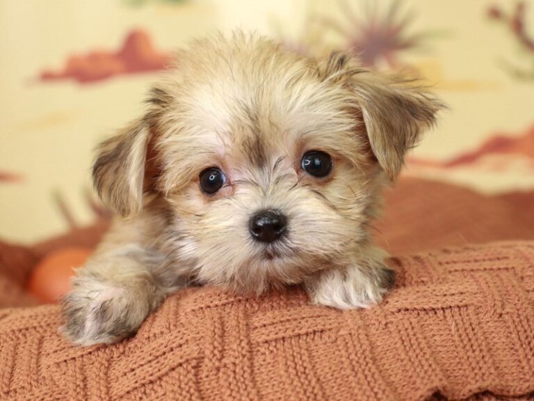 Morkie