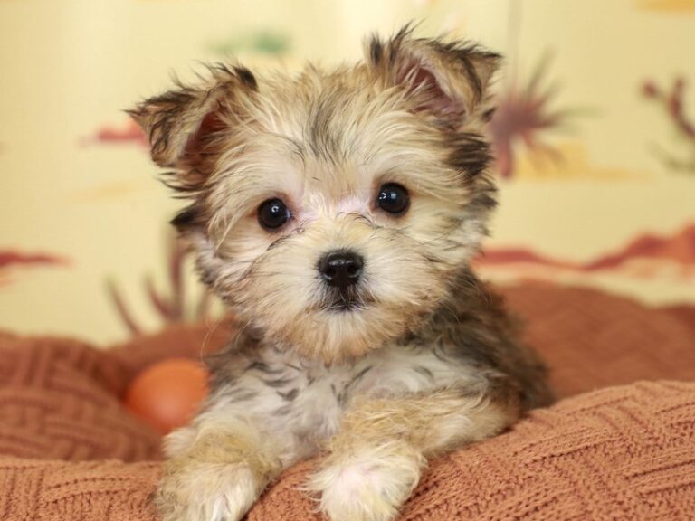 Morkie