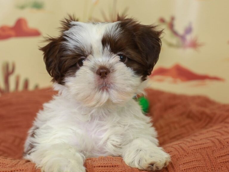 Shih Tzu