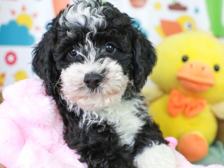 Mini Sheepadoodle