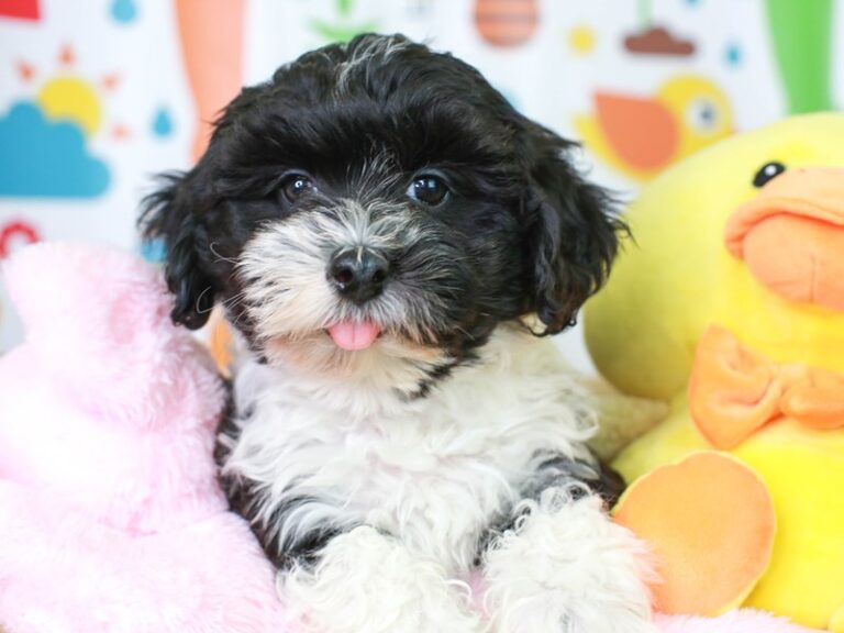 Mini Sheepadoodle