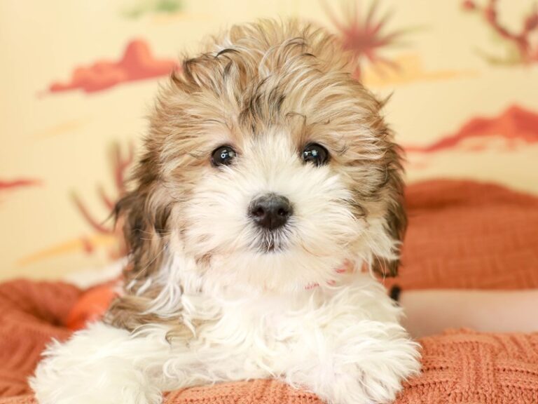Coton De Tulear