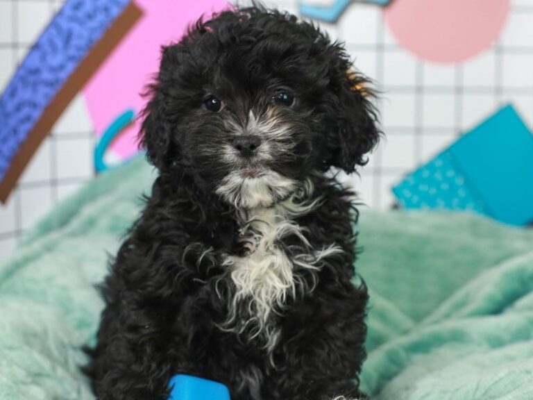 Lhasa Poo