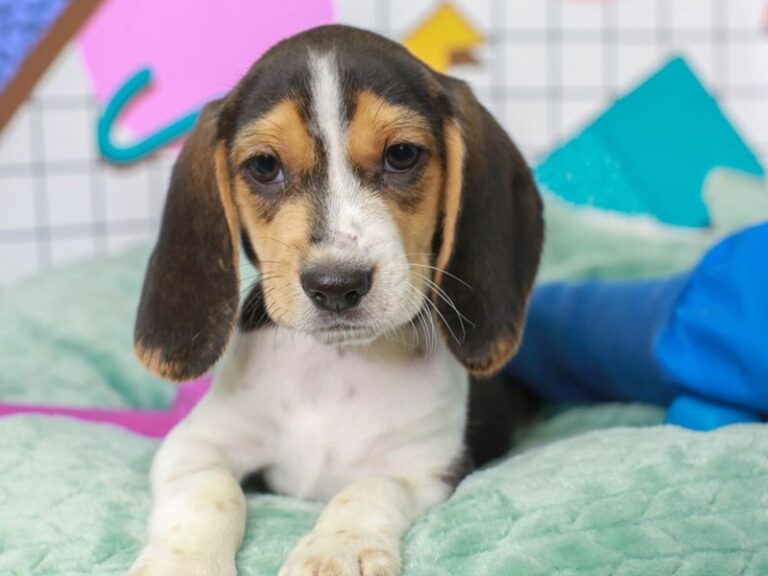 Beagle