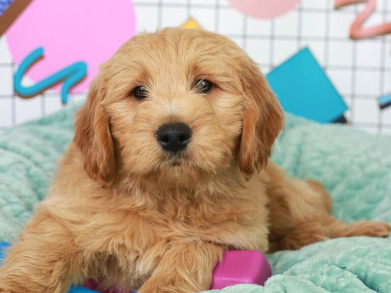 Mini Goldendoodle