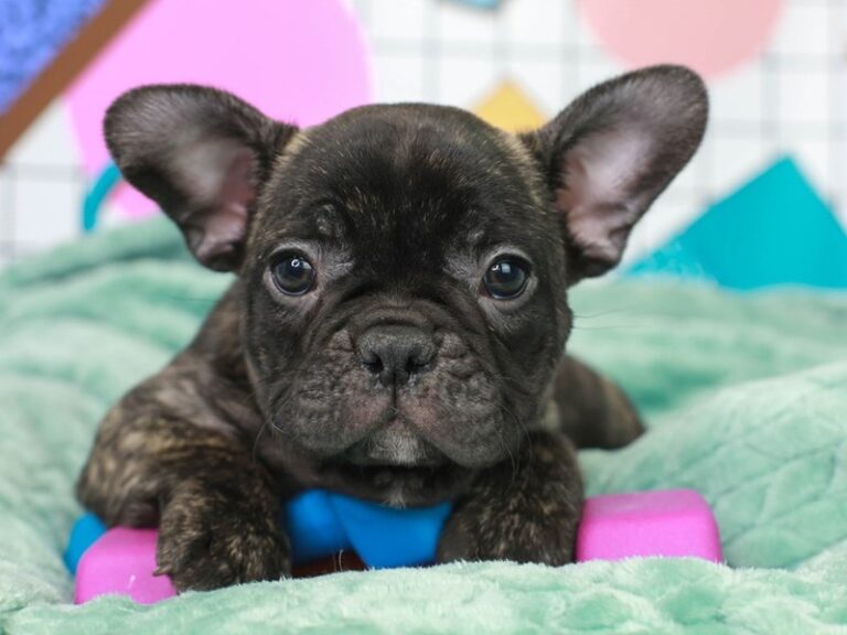 French Bulldog