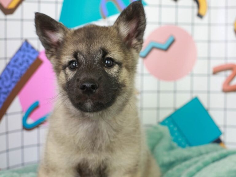 Norwegian Elkhound