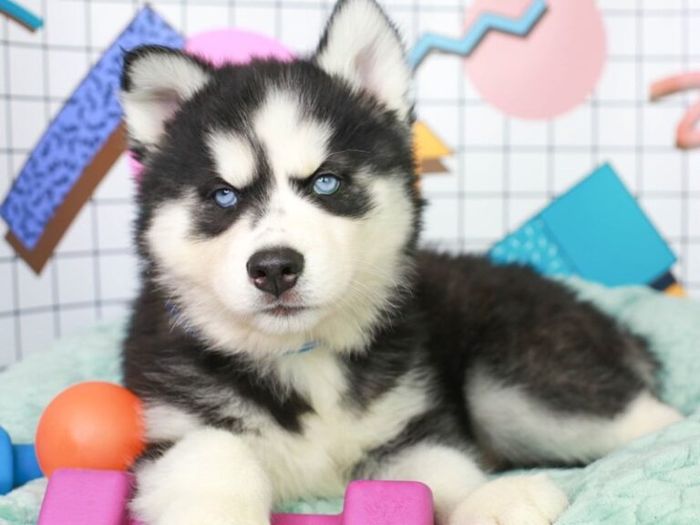 Siberian Husky