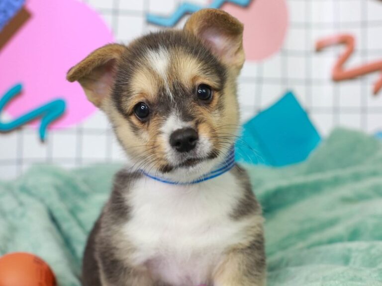 Pembroke Welsh Corgi