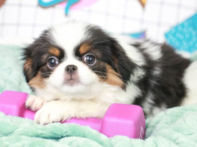 Japanese Chin