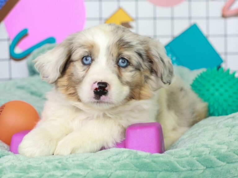 Mini Aussie