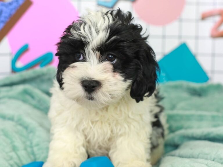 Lhasa Poo